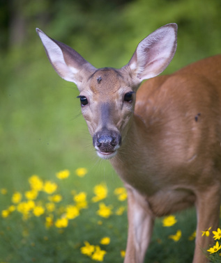 What's Eating My Plants? - The Iowa Gardener