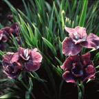Iris siberica mauve perennials flower tough easy

