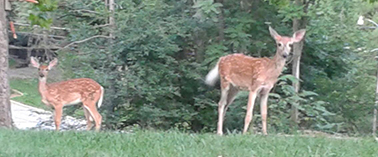J&J's deer small cropped