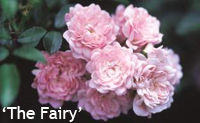 The Fairy-5973