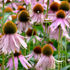 Flower-bed with the purple echinacea flowers