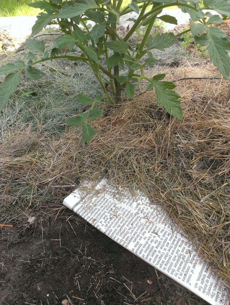 tomatoes with newspaper mulch copy - The Iowa Gardener