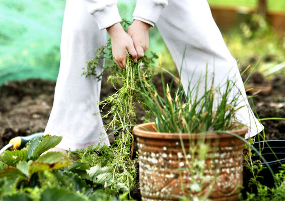 7 Tips To Spend Less Time Weeding