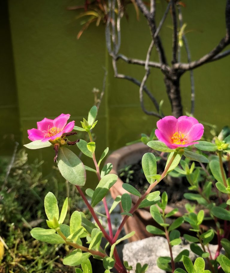Portulaca_flowers (1) The Iowa Gardener