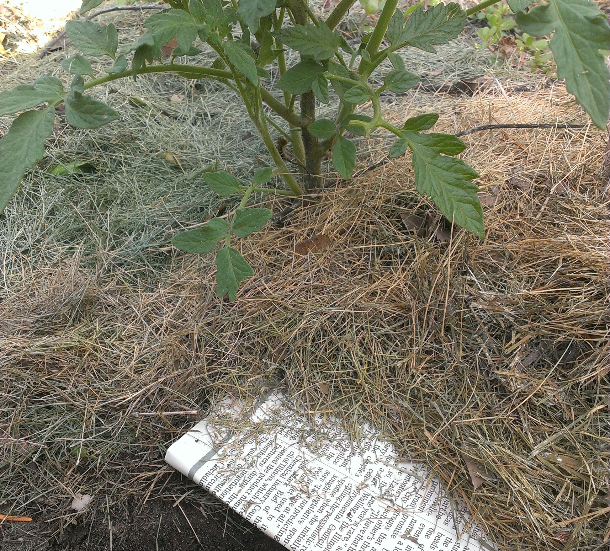 mulch newspapers tomatoes