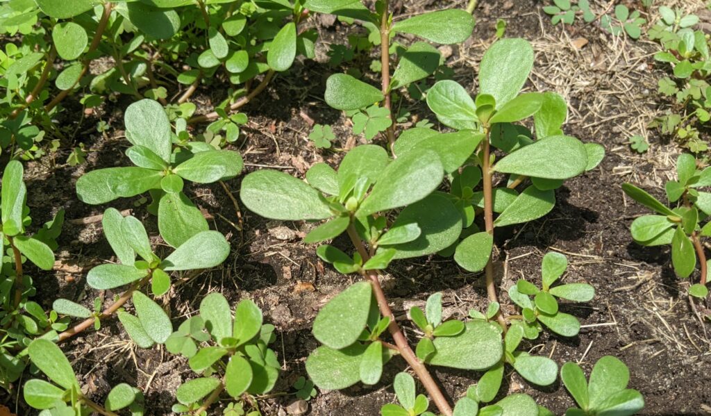 Purslane weed garden