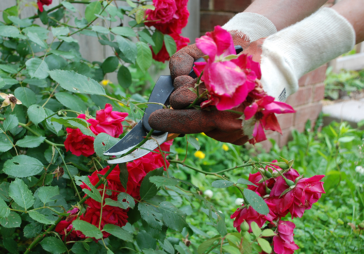 Pruning Roses In Iowa In Four Easy Steps