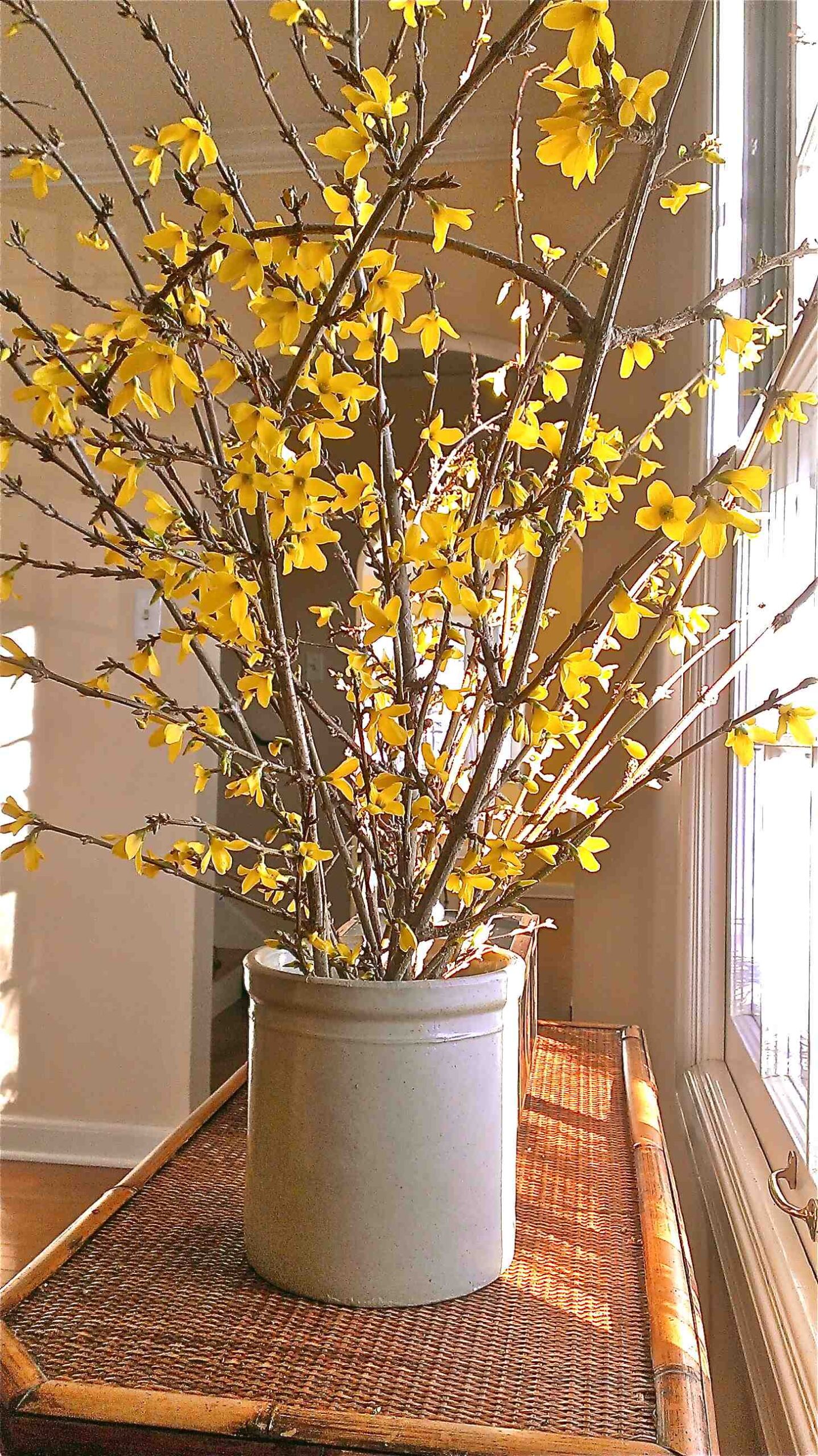 How to Force Branches  for Spring Bloom