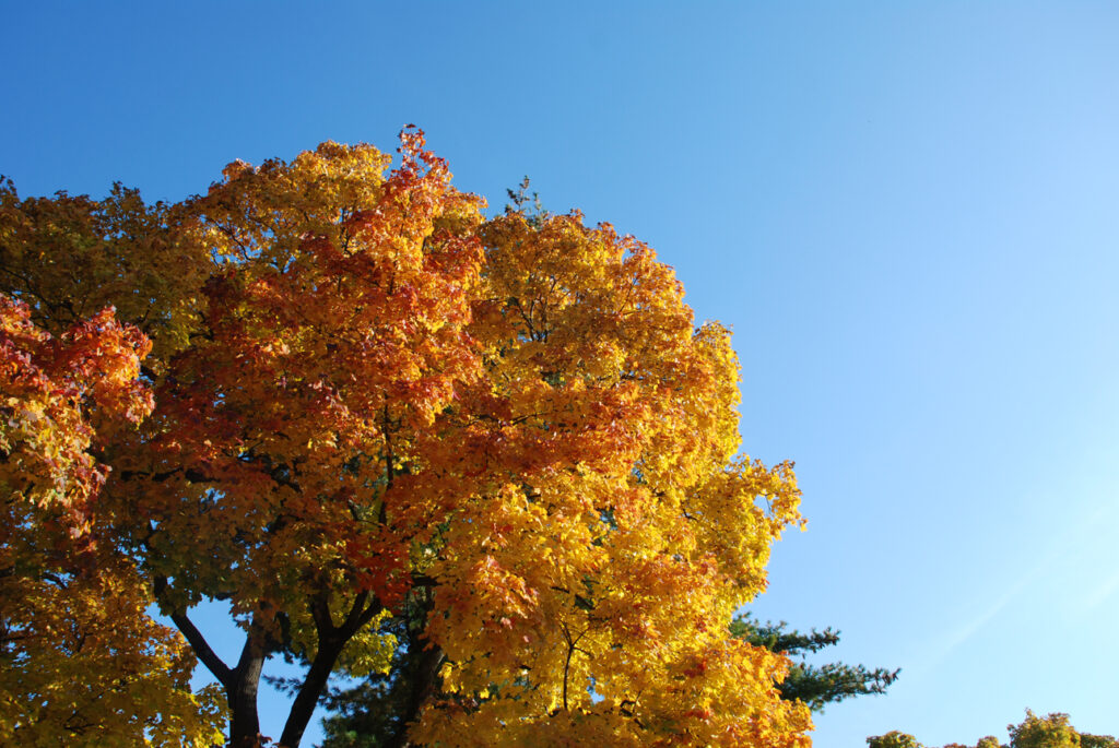 Canopy of an orange and yellow leafed maple tree in fall against a blue sky