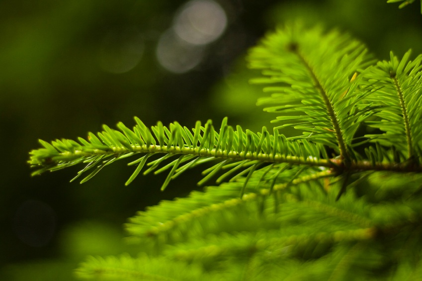 How to Prune Evergreens