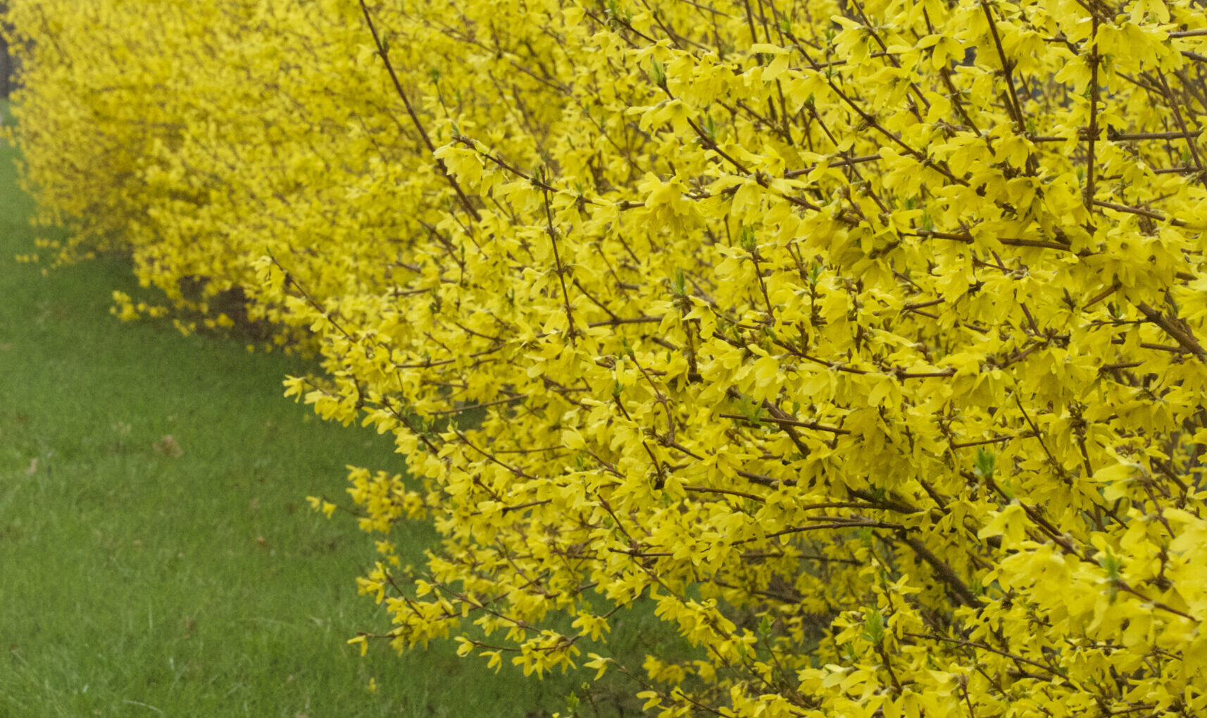 How to Prune Shrubs and Hedges