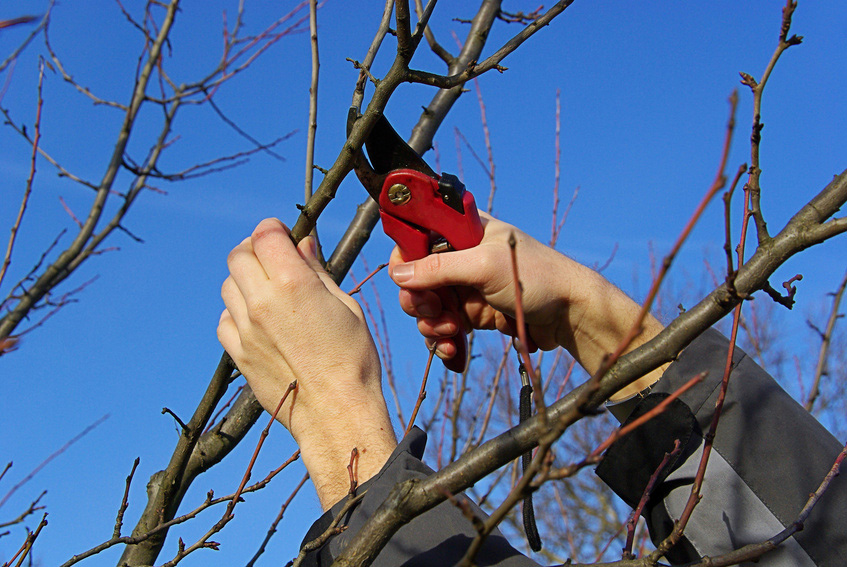 How To Prune A Small Tree