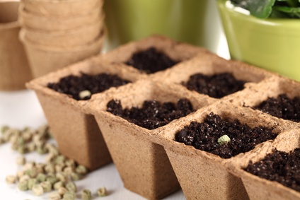 The Easiest Plants To Start From Seeds