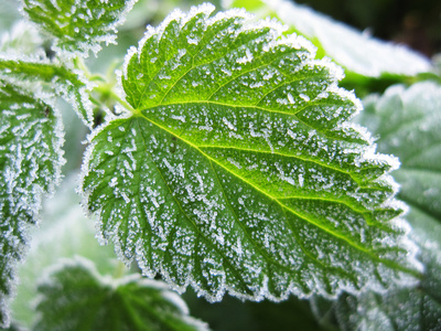 frosty leaf