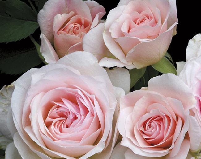 Easy Rose Care Tips for Iowa Gardens