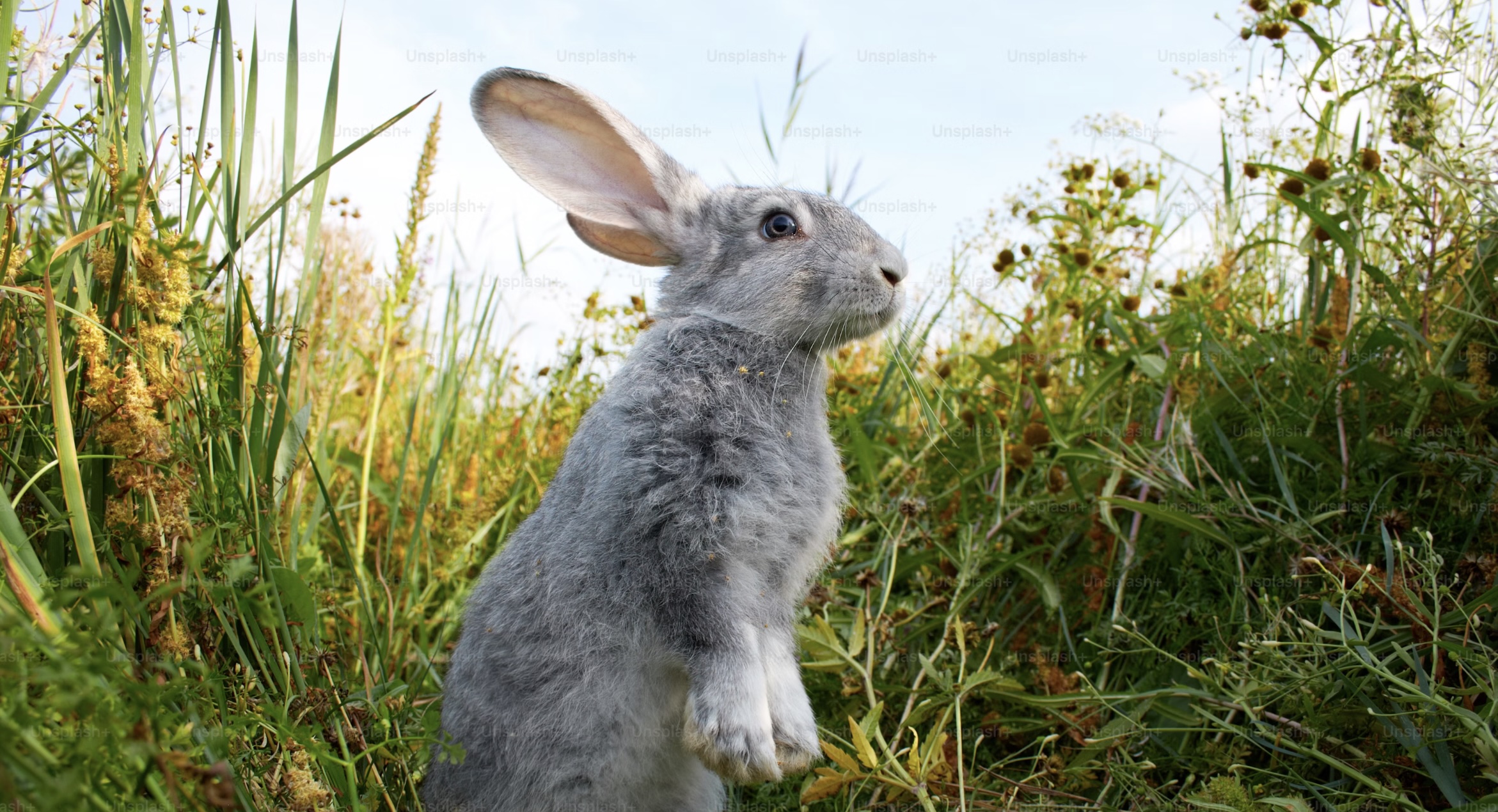 Wascally Rabbits