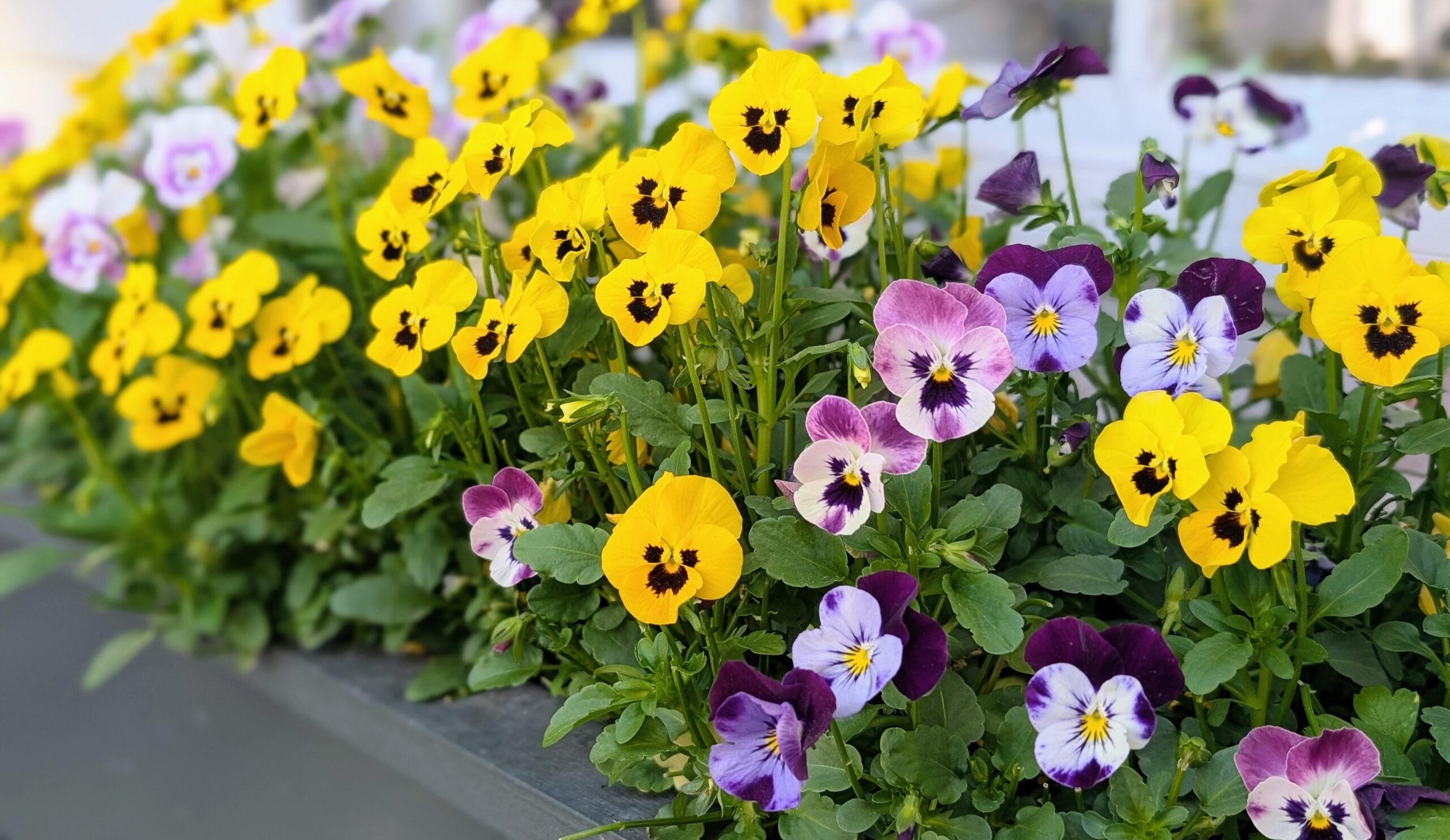 Understanding Cool-Season and Warm-Season Annuals