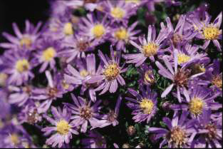 The Flowers Of Fall