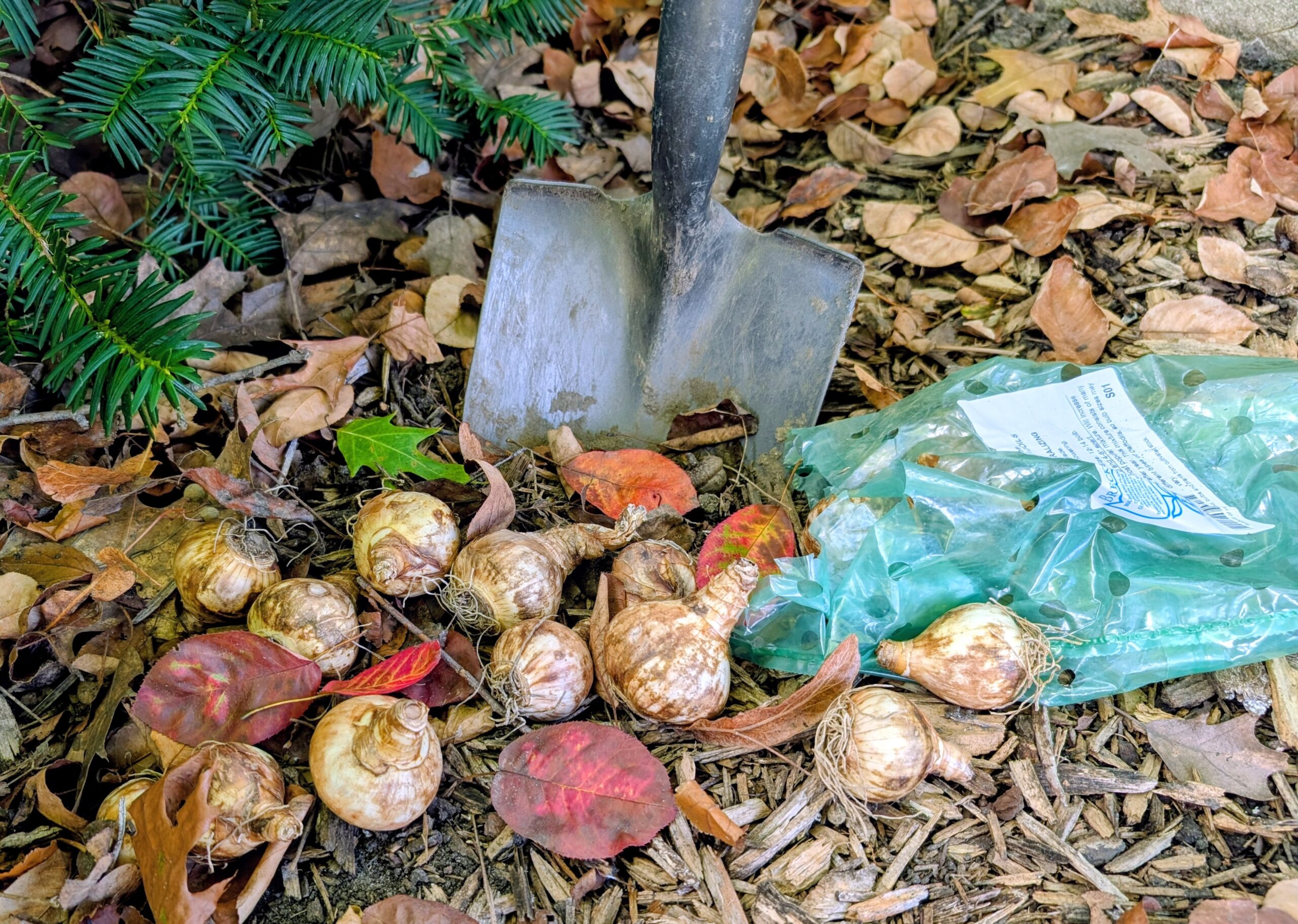 Fall Planting