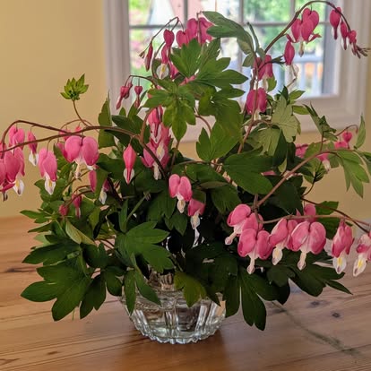 bleeding heart in vase